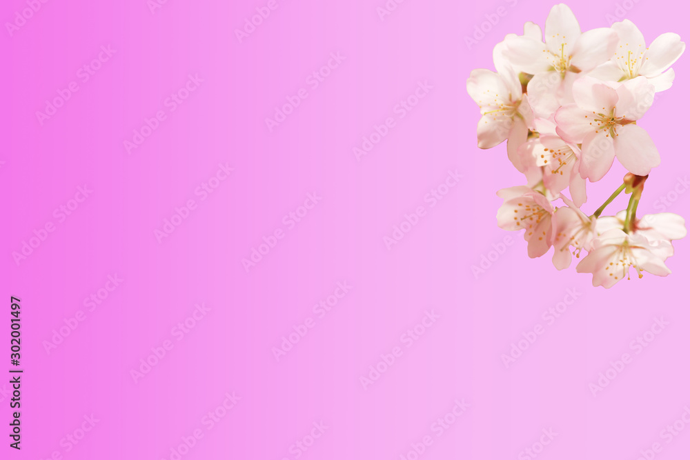Spring floral background. Sakura flowers isolated pink gradient background.