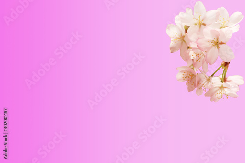 Spring floral background. Sakura flowers isolated pink gradient background. © Sergey