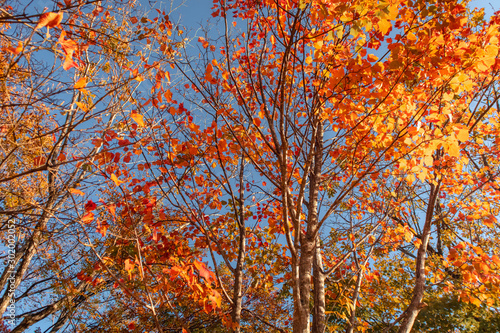 tree with orange leaves in autumn