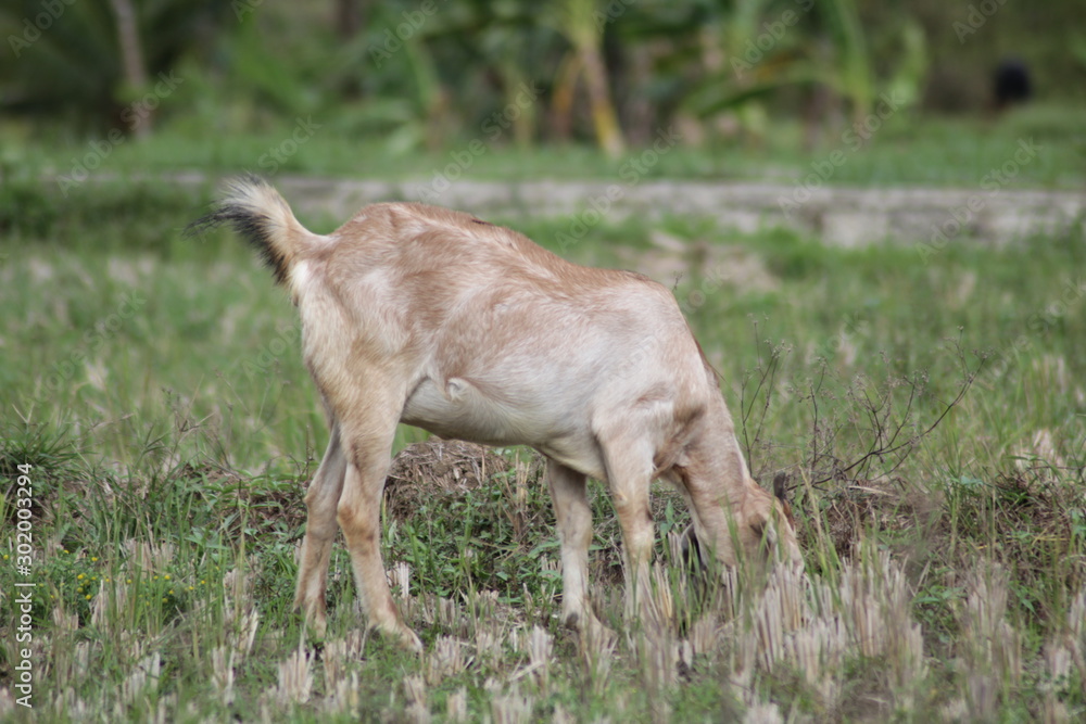 Brown goat in field, free. Steep goats Brown goat in field, free. Steep goats