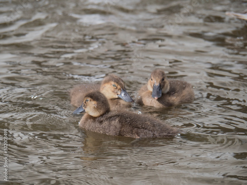 Trois canetons Fuligules milouinans sur le Lac Tjörnin de Reykjavik en Islande. Aythya marila. photo