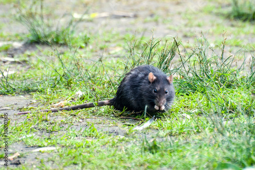 Black rat eats from forepaws