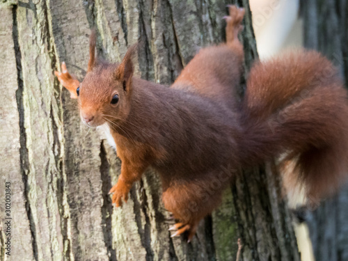 Ecureuil roux accroché à un arbre 