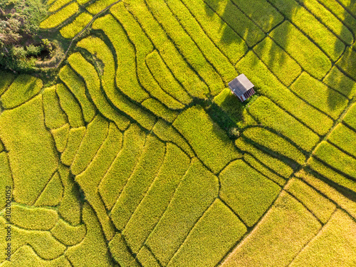 Aerial views of Small farmer local house and rice terraces field golden and green colour for tourism stay and relax with nature.