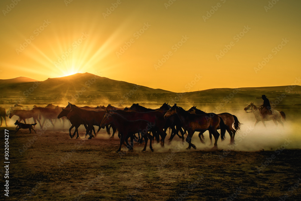 Wild horses living in nature