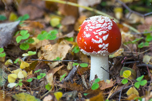 Amanita young mushroom in the autumn forest