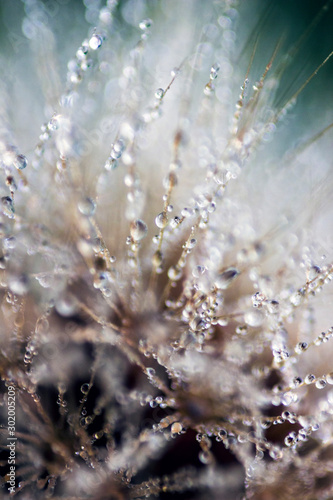 dandelion seeds and drops of water