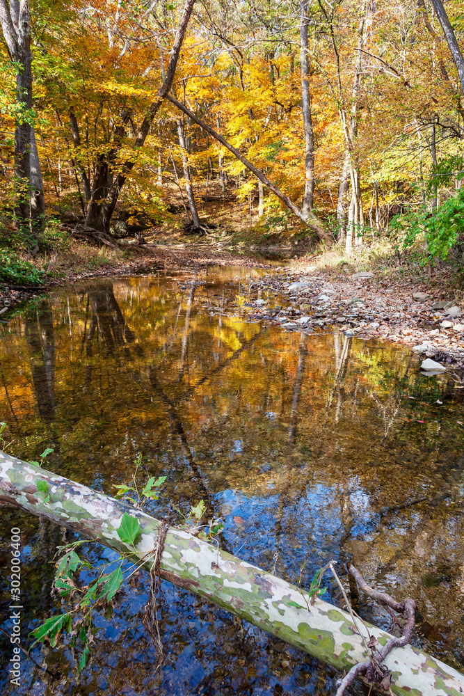 vertical landscape of an autumn woodland stream with reflected foliage