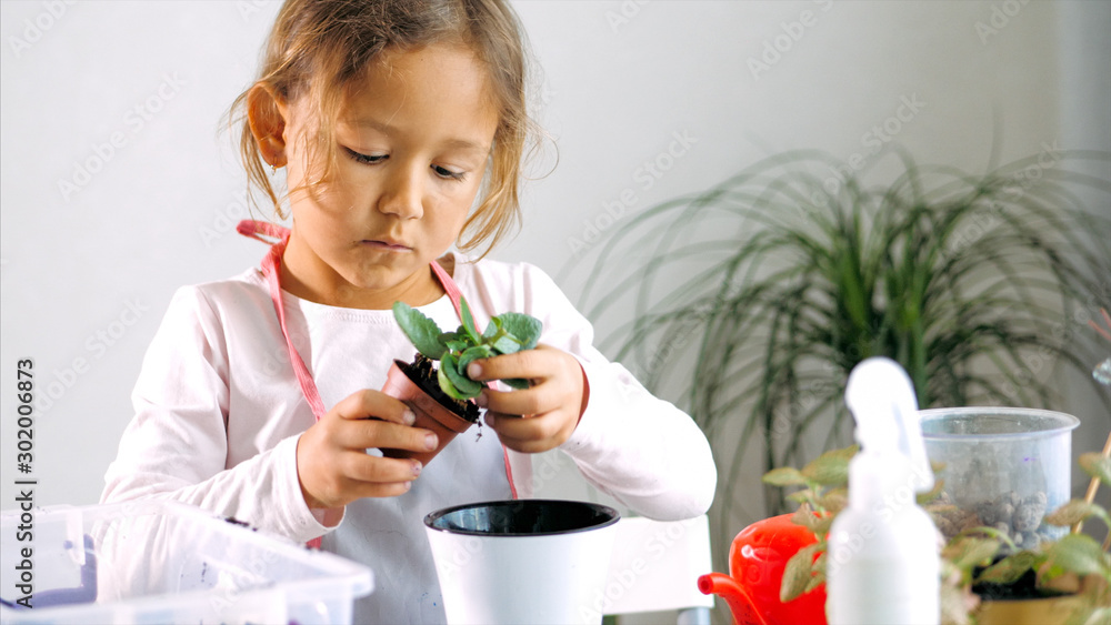 Cute little child girl is plants a houseplant in pot at domestic room, close-up. Cute little child girl is plants a houseplant in pot at domestic room, close-up.