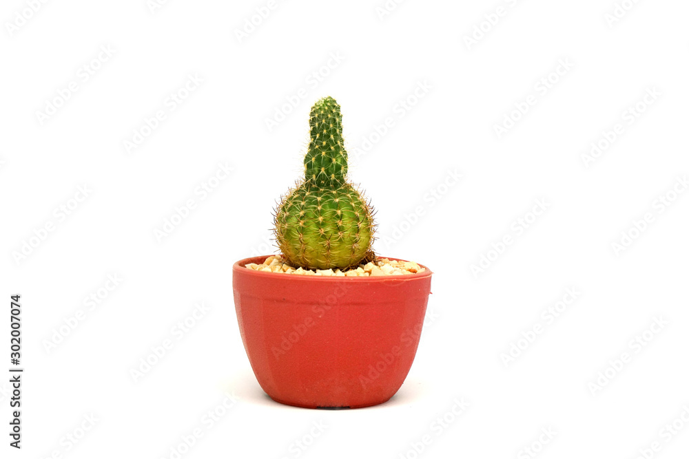 Mini Cactus in red pot isolated white Texture Background. The genus Mammillaria is one of the largest in the cactus family. Mini Cactus in red pot isolated white Texture Background. The genus Mammillaria is one of the largest in the cactus family.