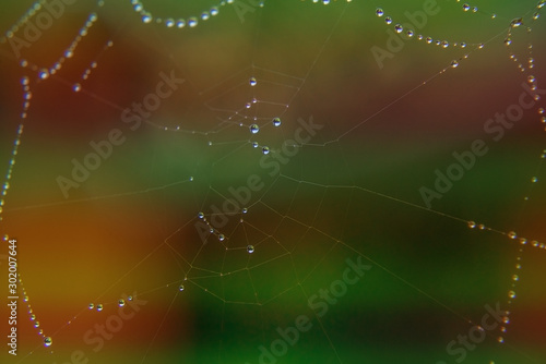 Spider web with many small glowing water drops early in the morning on green and orange background. Nature concept, beautiful natural background with selective soft focus