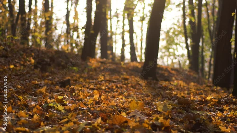falling yellow foliage in the autumn forest falling yellow foliage in the autumn forest