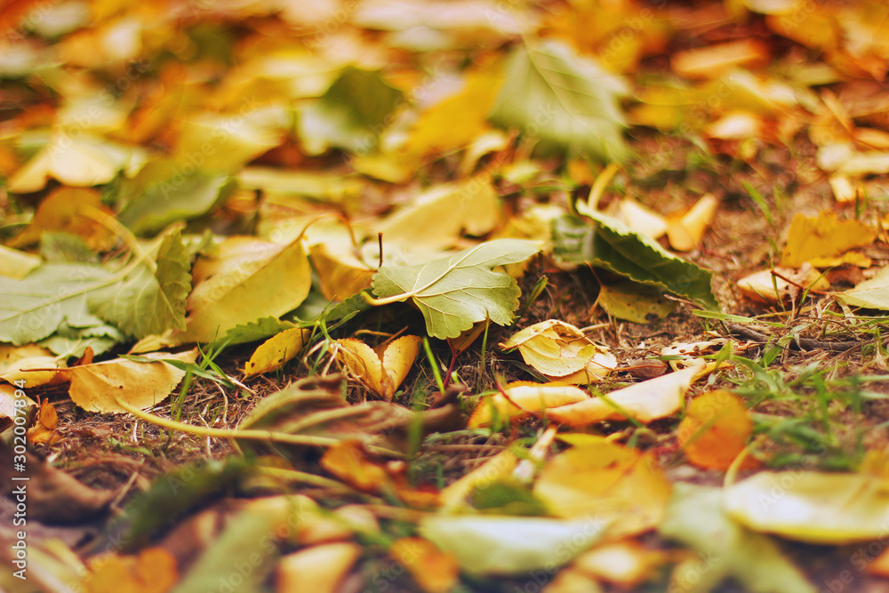 Leaves on the ground. Background of leaves