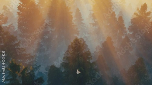 Flight over pine forest with birds flying against magical sunset photo