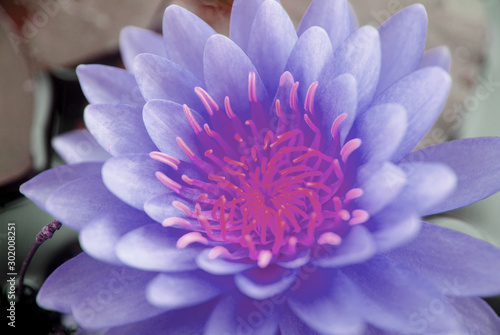 Closeup Purple pastel Lotus Flower or  Nymphaea Water lily is a genus of hardy and tender aquatic plants in the family Nymphaeaceae. 