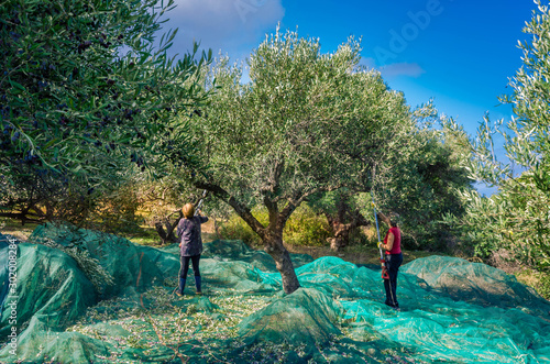 Fotografi Fresh olives harvesting from women agriculturalists  in an olive field in Crete,