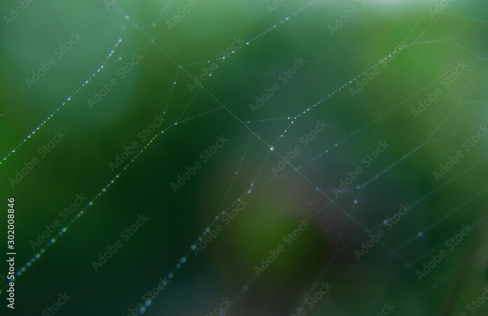 Spider web with many small glowing water drops early in the morning on green and orange background. Nature concept, beautiful natural background with selective soft focus Spider web with many small glowing water drops early in the morning on green and orange background. Nature concept, beautiful natural background with selective soft focus