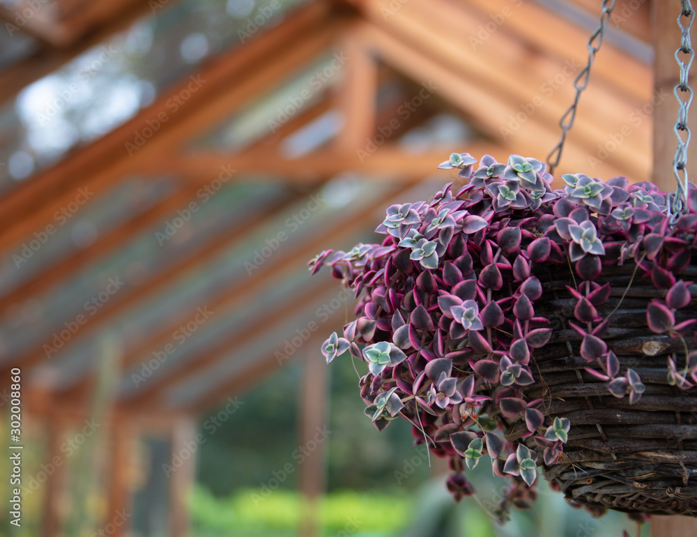 a plant in the basket hanging in the glasshouse