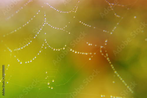 Spider web with many small glowing water drops early in the morning on green and orange background. Nature concept, beautiful natural background with selective soft focus © Elena