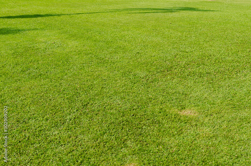 Green grass texture for background. Green lawn pattern and texture background. Close-up. Green grass texture for background. Green lawn pattern and texture background. Close-up.