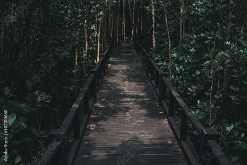 A wooden bridge in the forest