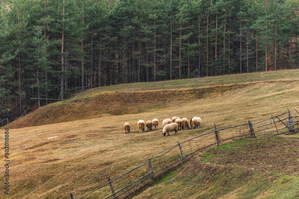 Obraz premium Sheeps in a meadow on autumn grass