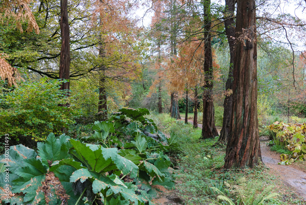 in the woods, tall grass and other plants between the trees