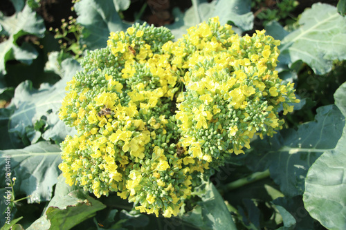 ブロッコリーの花