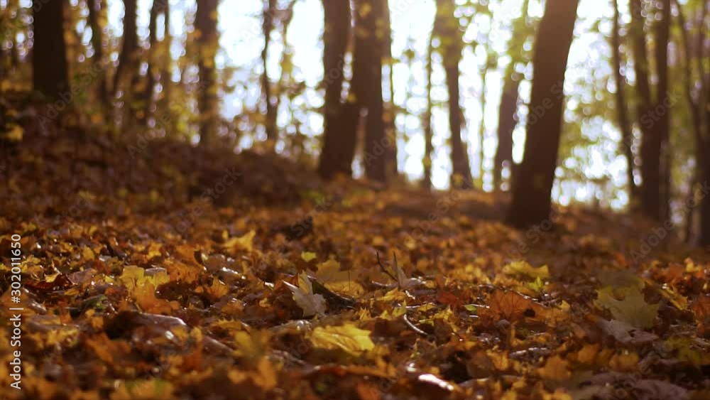 falling yellow foliage in the autumn forest falling yellow foliage in the autumn forest
