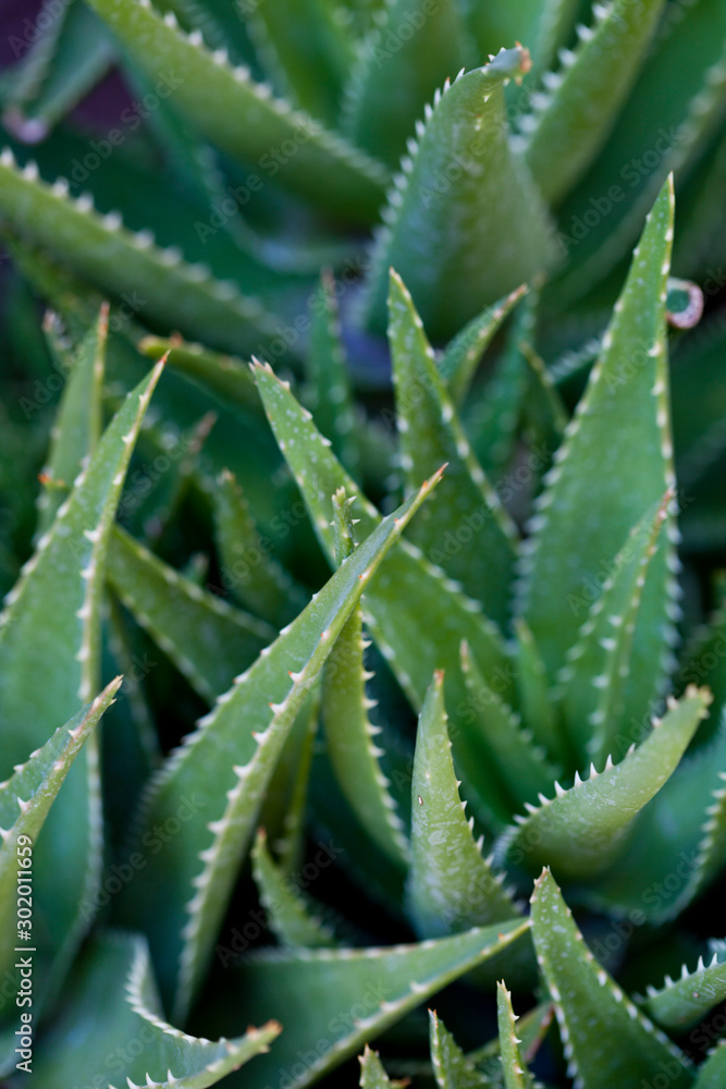 Green succulent leaves background. Green succulent leaves background.