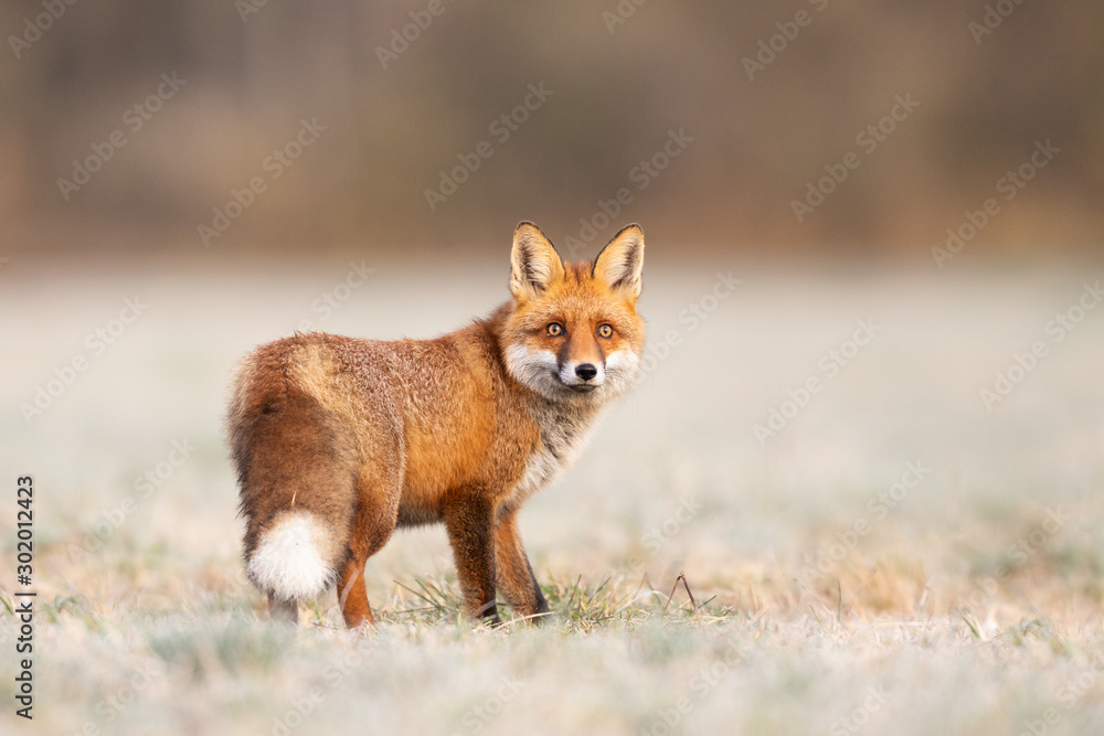Fototapeta premium Mammals - European Red Fox (Vulpes vulpes)