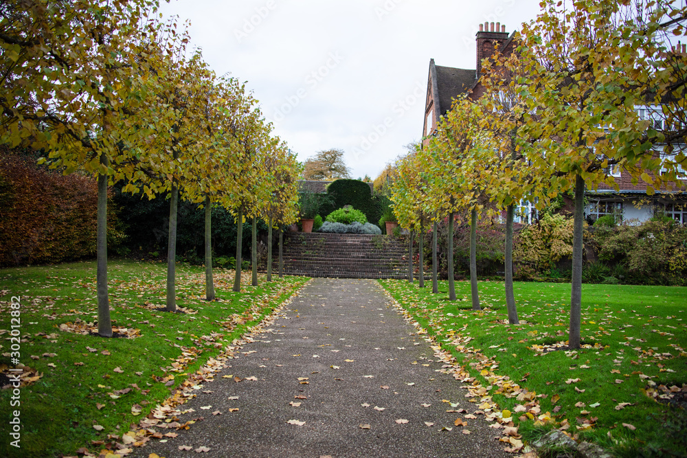 tree avenue in the garden in autumn