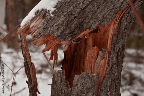 Tronc d'un arbre brisé par le vent dans une forêt canadienne photo