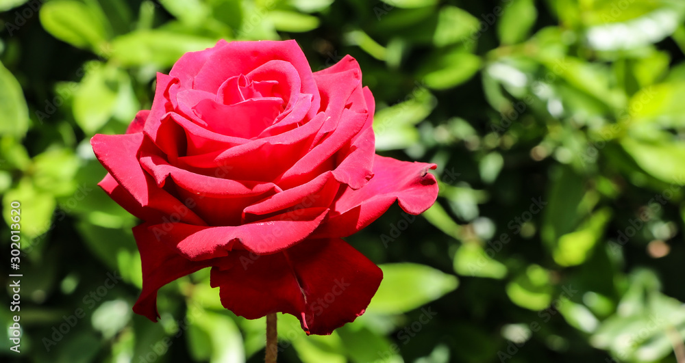 A single Red rose in a green foliage background A single Red rose in a green foliage background