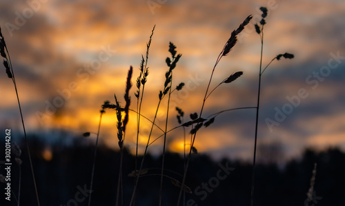 Plant silouhette in front of a beautiful sunrise in orange shades somewhere in Sweden