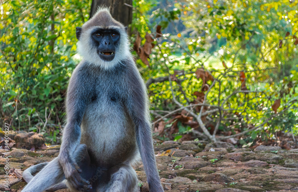 Monkey in Sigiriya, Sri Lanka