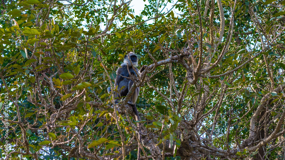 Fototapeta premium Monkey in Sigiriya, Sri Lanka