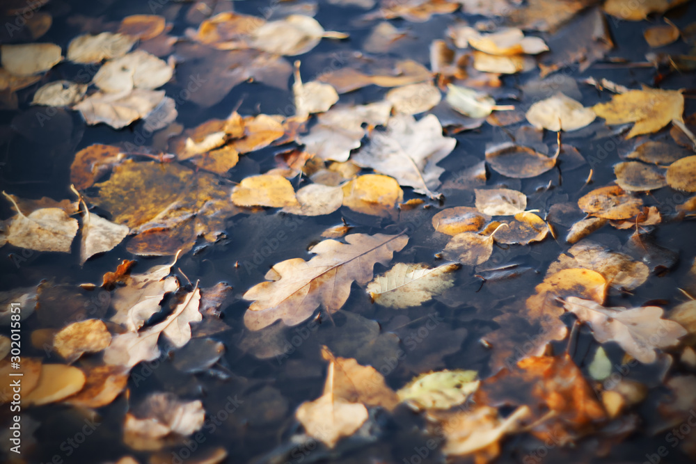 Various autumn leaves lie, fallen from the branches, in a dark dirty gray puddle in the November time. Various autumn leaves lie, fallen from the branches, in a dark dirty gray puddle in the November time.