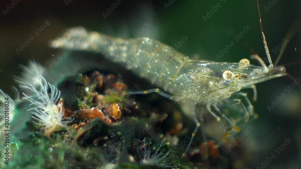 funny and active crustacean Palaemon adspersus, Baltic prawn, saltwater decapod inspects sea vegetation for food with its pereiopods and antennas in green algae, stones in background funny and active crustacean Palaemon adspersus, Baltic prawn, saltwater decapod inspects sea vegetation for food with its pereiopods and antennas in green algae, stones in background