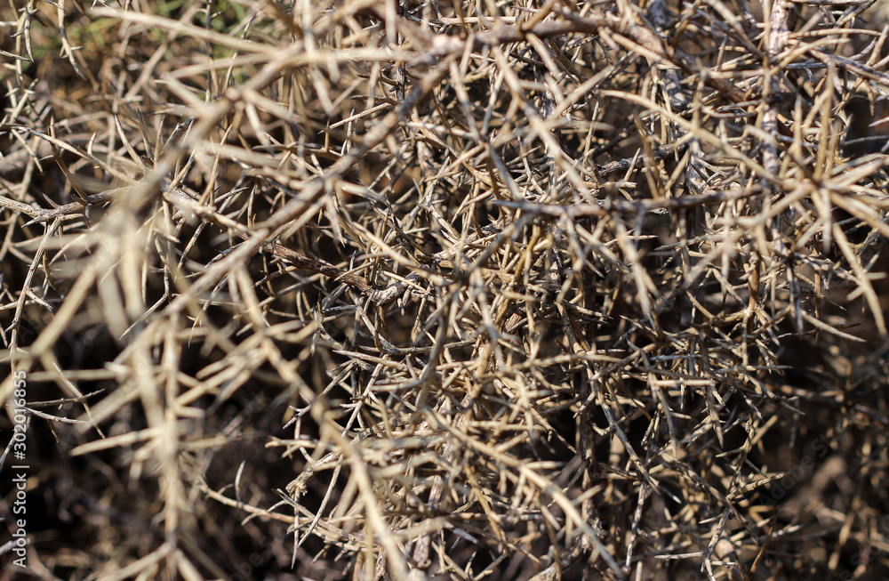 Thorny bush. Textures. Background. Nature Thorny bush. Textures. Background. Nature
