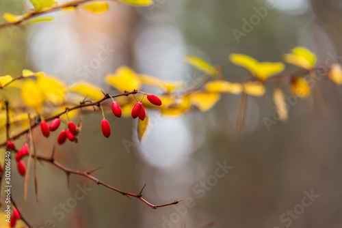 Bright Red Berries in an Autumn Forest