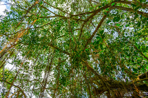 Jungle tree in Vessagiriya  Anuradhapura  Sri Lanka