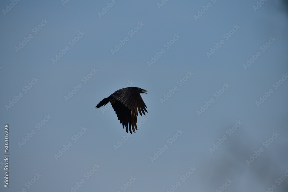 Silhouette Flock of common ravens black flies in the sky Silhouette Flock of common ravens black flies in the sky
