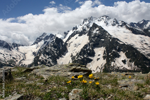 Mountains in Dombay, Russia, with Spring Flowers in the Foreground