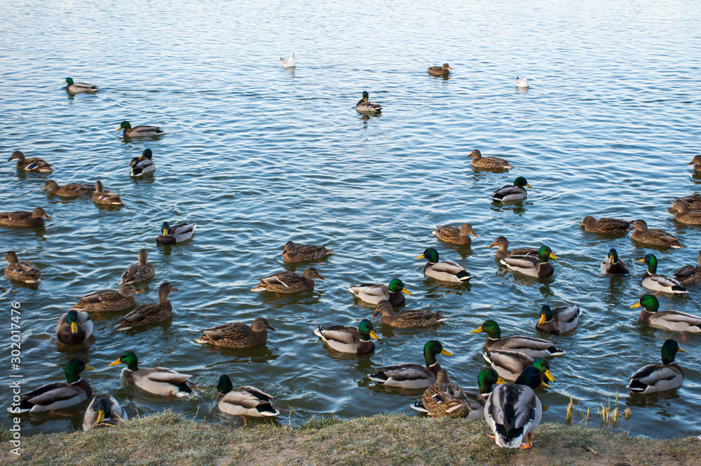Fototapeta premium flock of ducks on the lake in the park