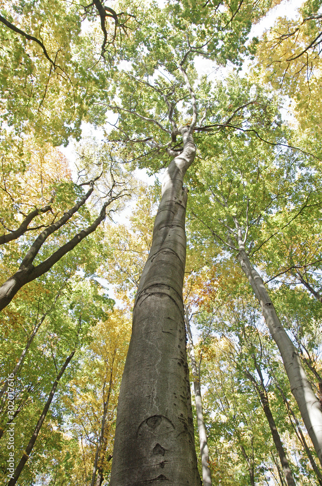 Naklejka premium Park