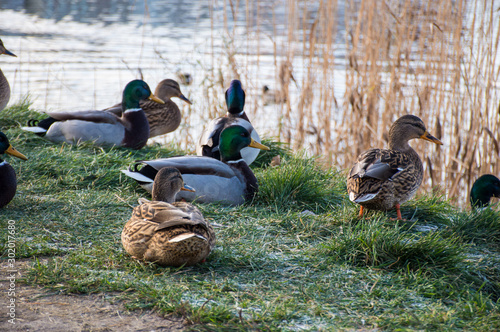 Bild auf Leinwand flock of ducks on the lake in the park