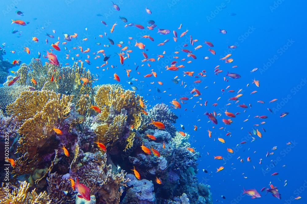 Beautiful tropical coral reef with shoal or red coral fish Anthias