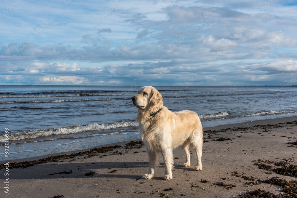 Champion Golden Retriever on a Baltic Sea Beach in November Champion Golden Retriever on a Baltic Sea Beach in November