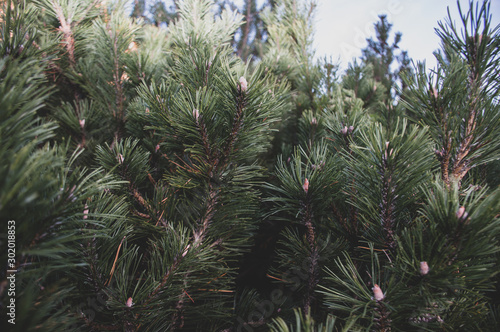 pine tree branch in the morning park